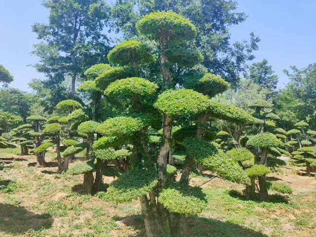 對節(jié)白蠟