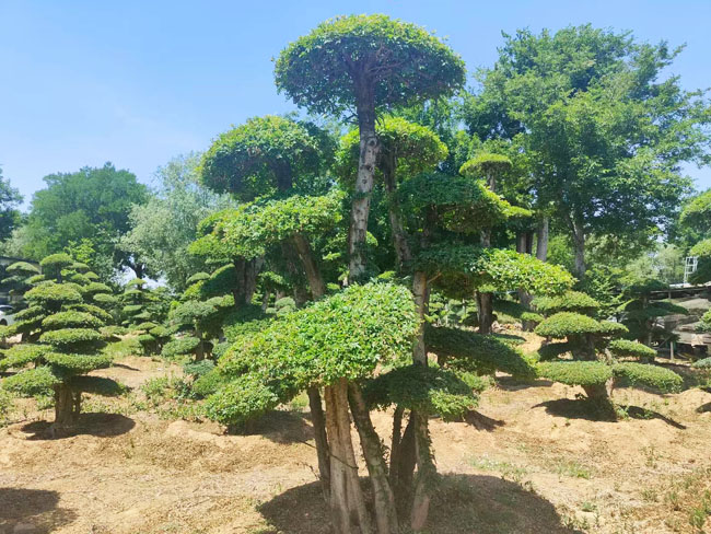 對節(jié)白蠟