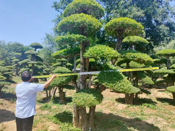 對(duì)節(jié)白蠟