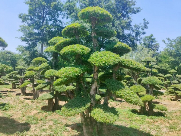 對(duì)節(jié)白蠟